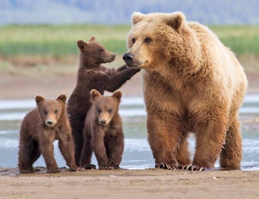 a family of grizzly bears walk along the shore