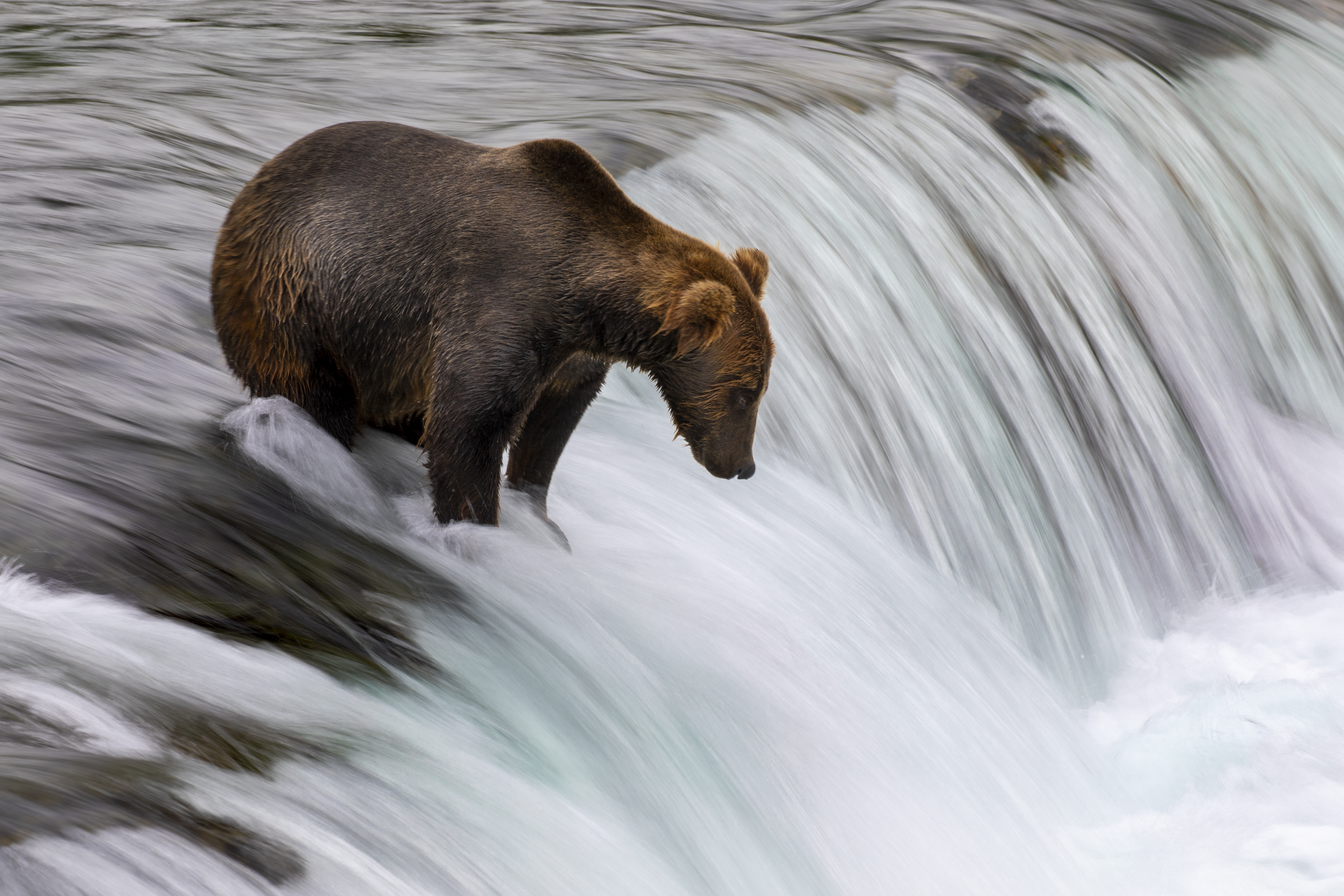 a bear sits above the falls at brooks falls Alaska