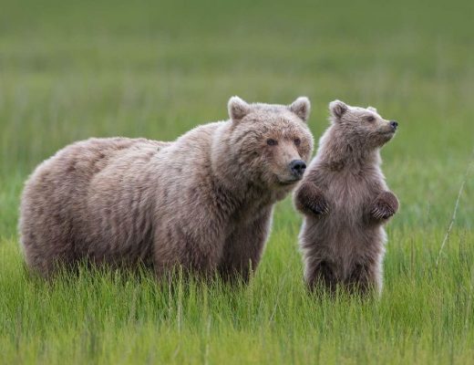 two grizzly bears walk through the grasses of katmai in Alaska