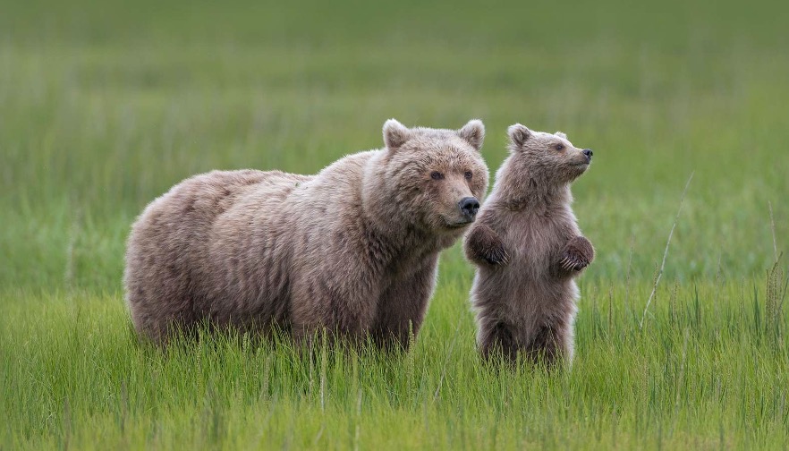 two grizzly bears walk through the grasses of katmai in Alaska