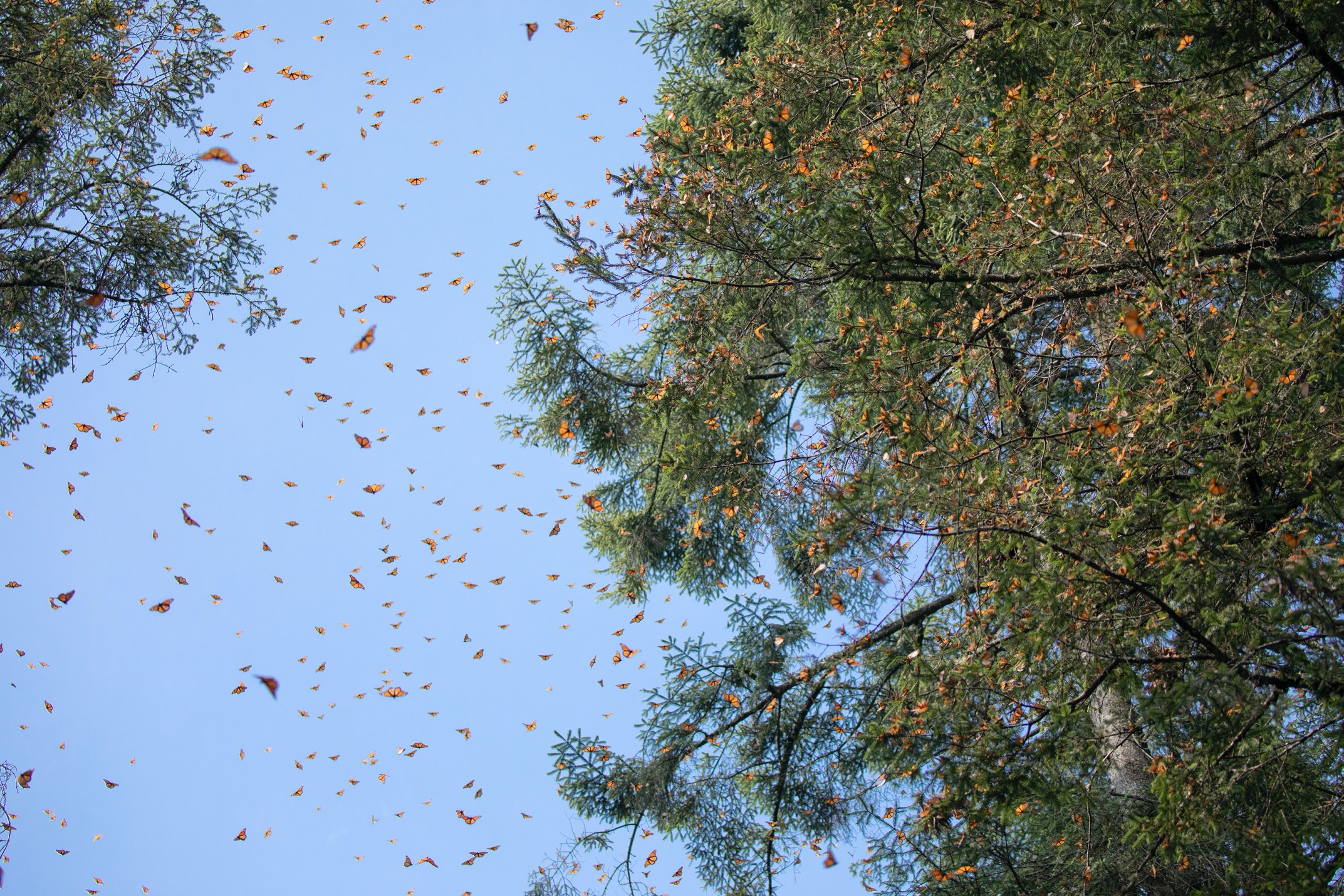 monarchs burst into the air against a blue sky