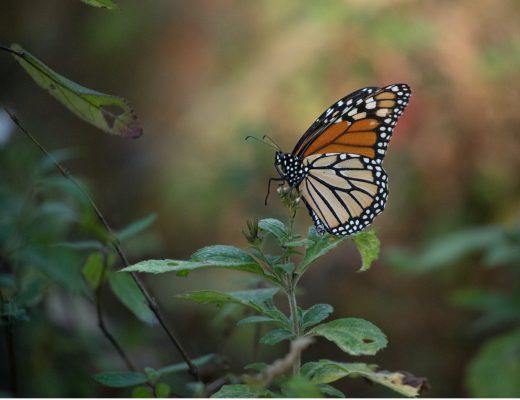a single monarch rests on a bush