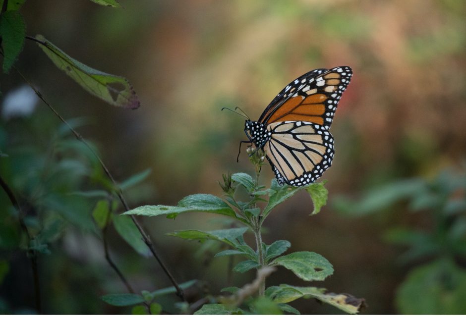 a single monarch rests on a bush