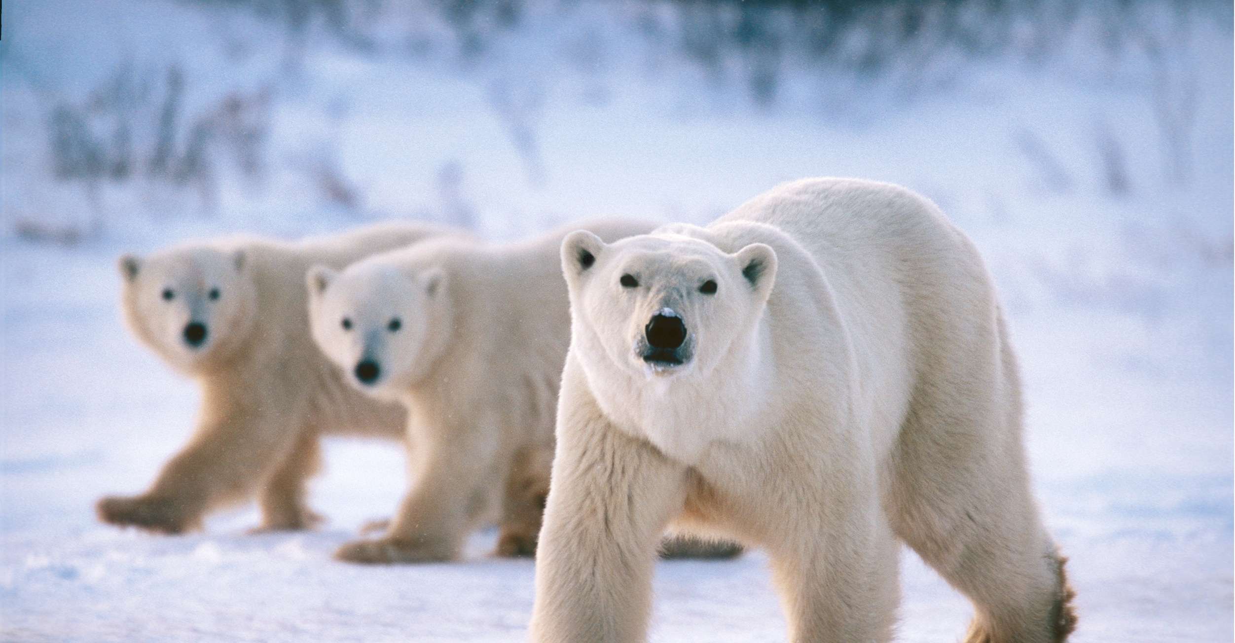 a family of bears walks through the tundra