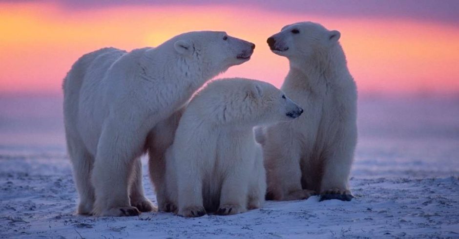 a family of polar bears at sunset