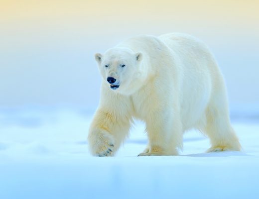 a polar bear saunters through the snow