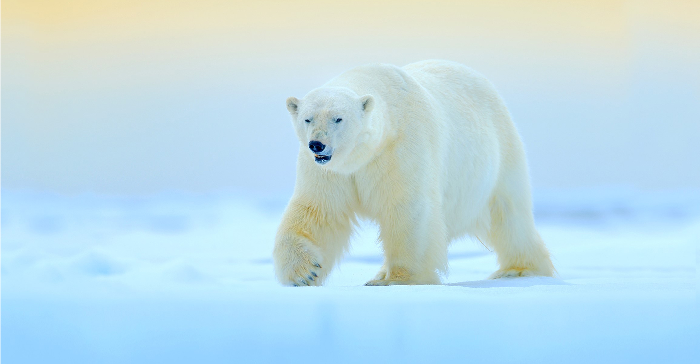 a polar bear saunters through the snow