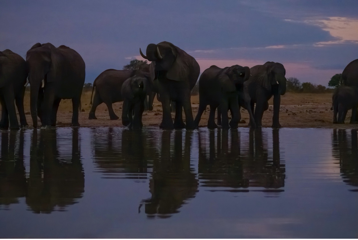 a herd of elephants drinks water from a watering hole at dusk