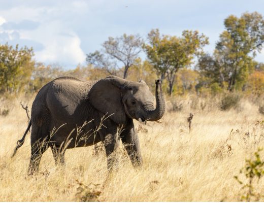 an elephant raises its trunk as it walks across the savanna