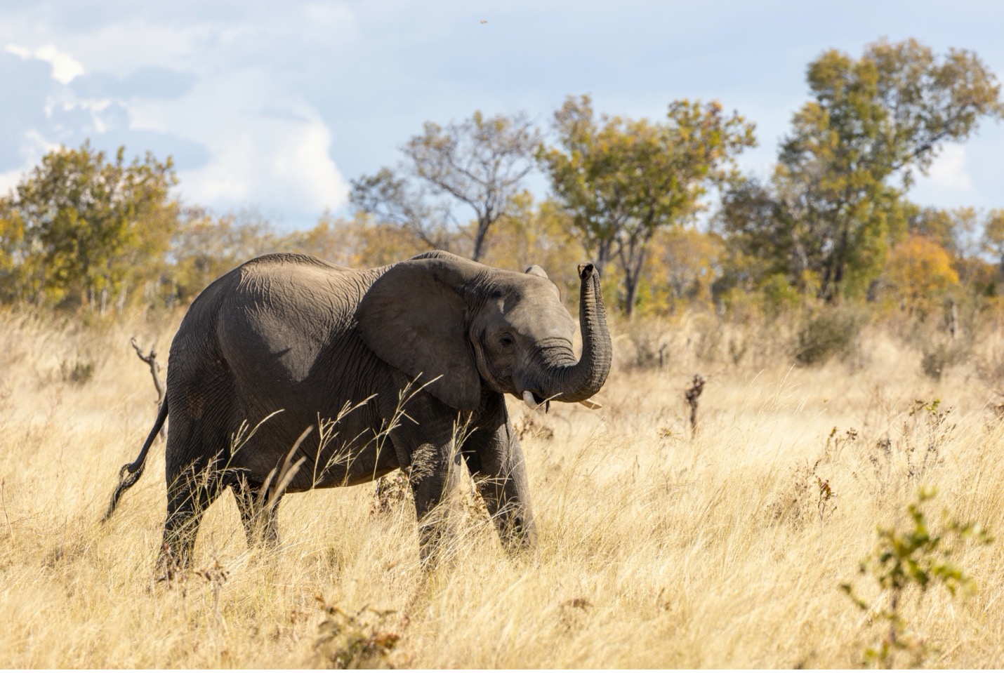 an elephant raises its trunk as it walks across the savanna
