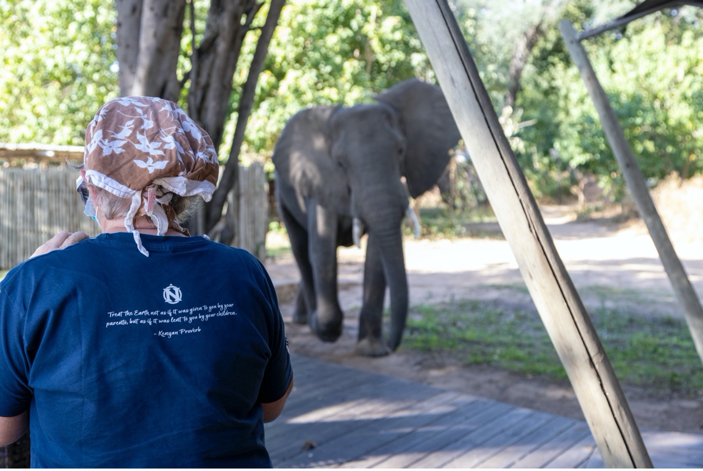 an elephant approaches the boardwalk of our safari camp