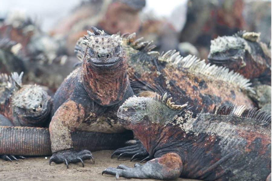 marine iguanas lay in piles