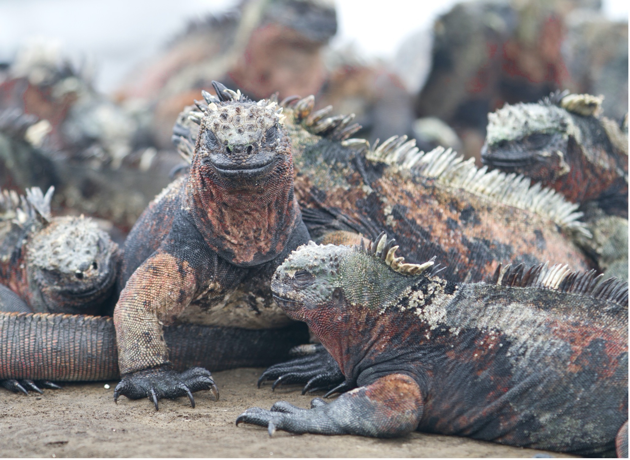 marine iguanas lay in piles