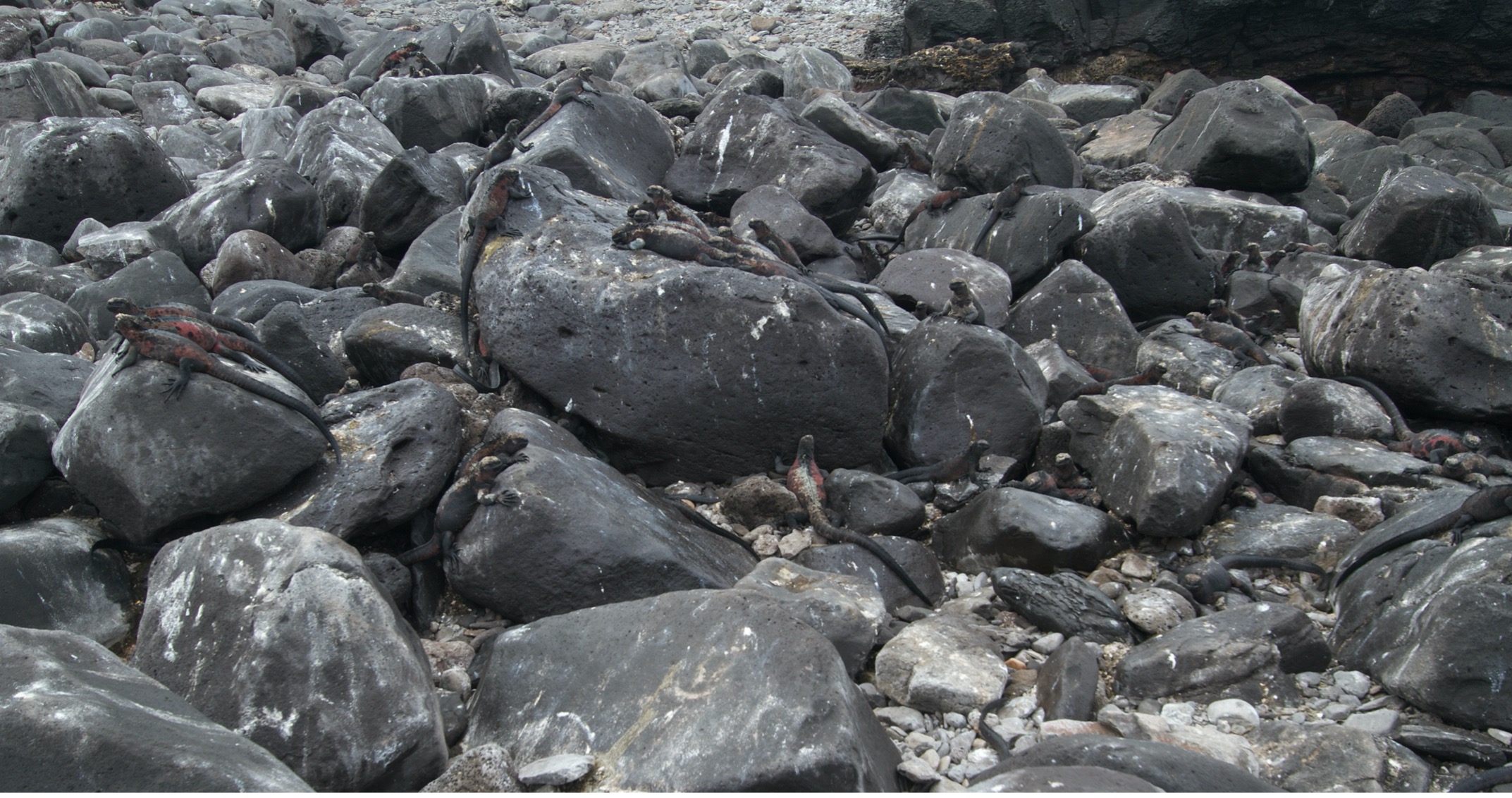 marine iguanas lay on rocks in the galapagos