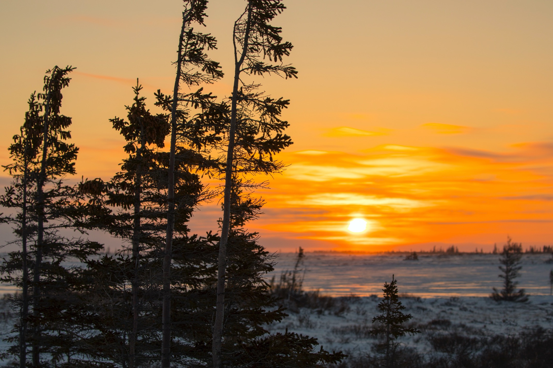 spruce trees frame a beautiful arctic sunrise