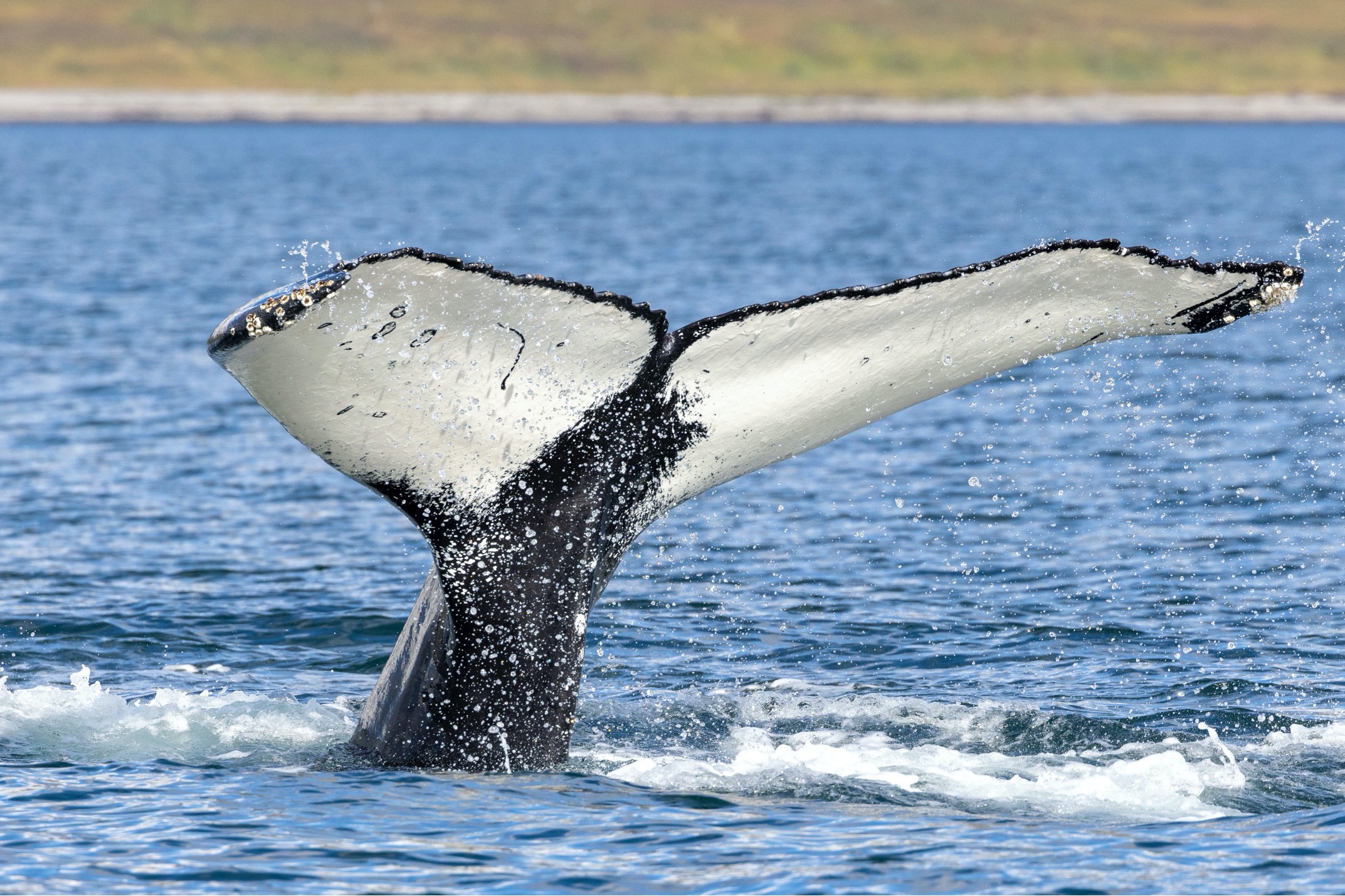 a humpback whale dives