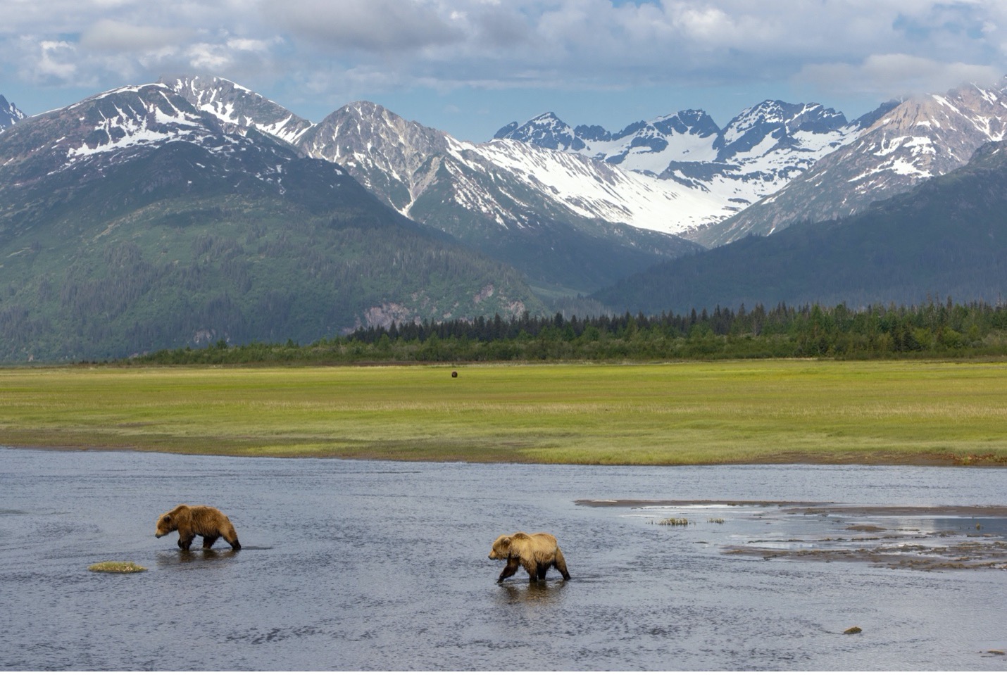 two brown bears walk through a creek behind bear camp in lake clark national park