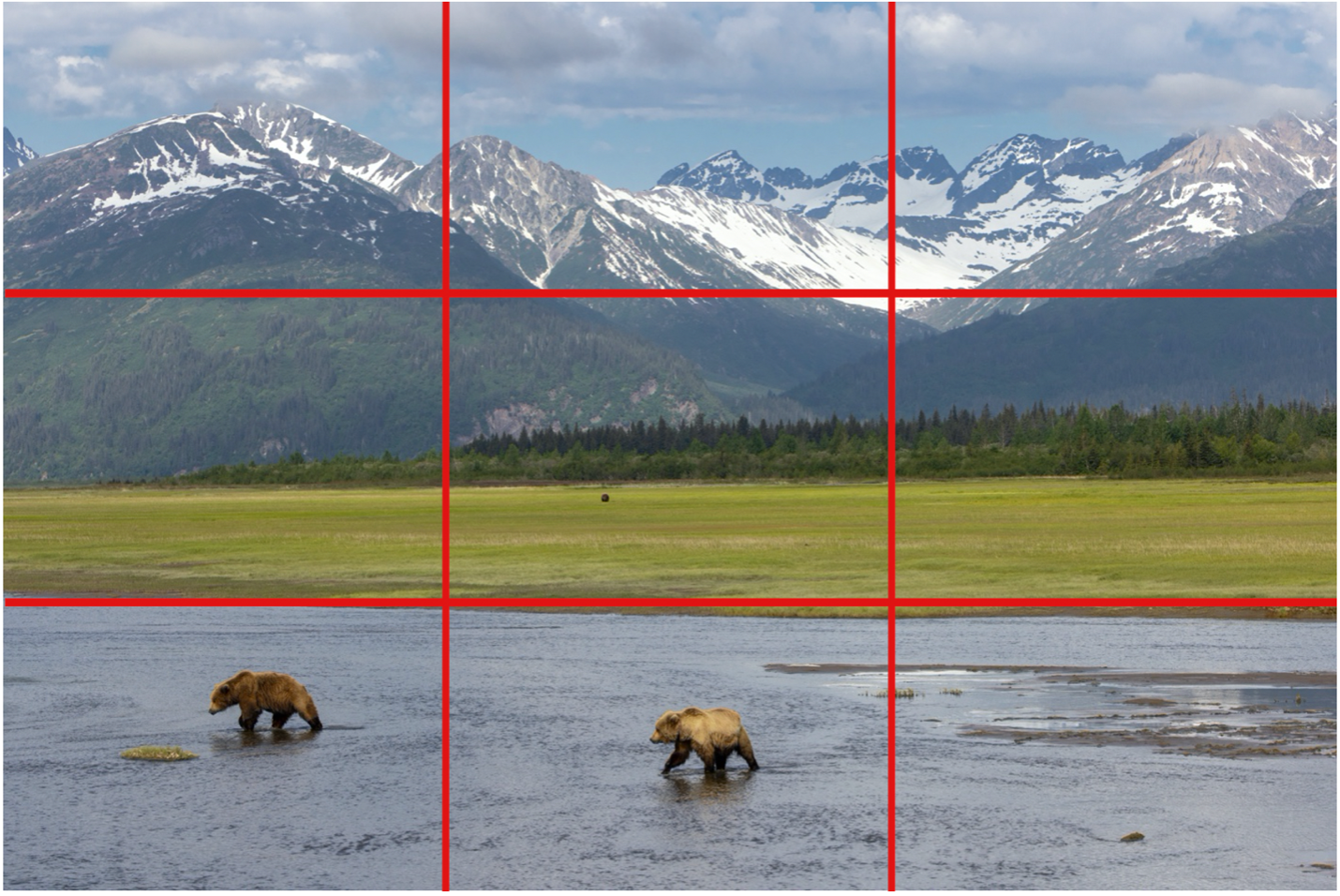 composition of a brown bear photo
