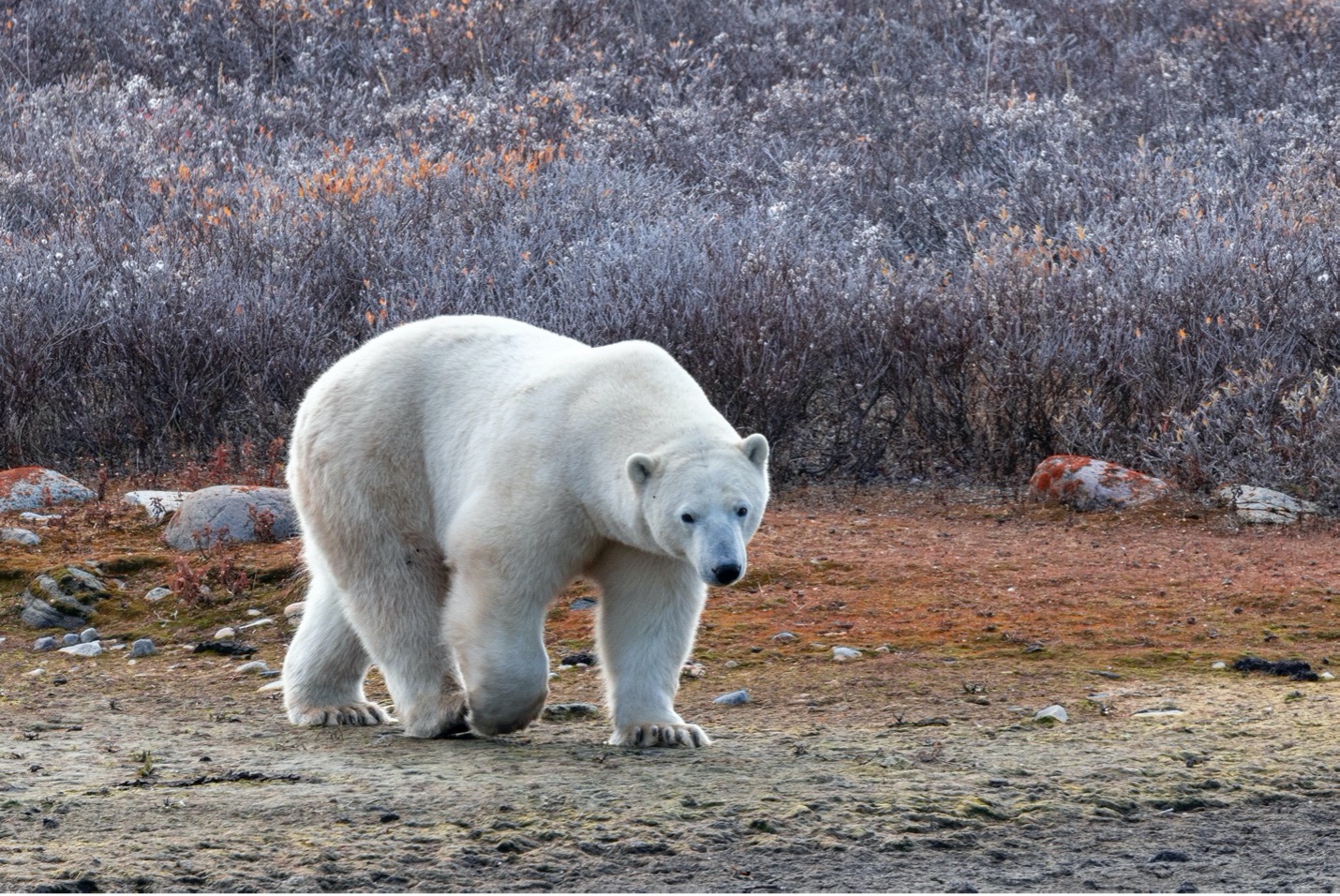 a beautiful polar bears walks along the fall colors of the tundra