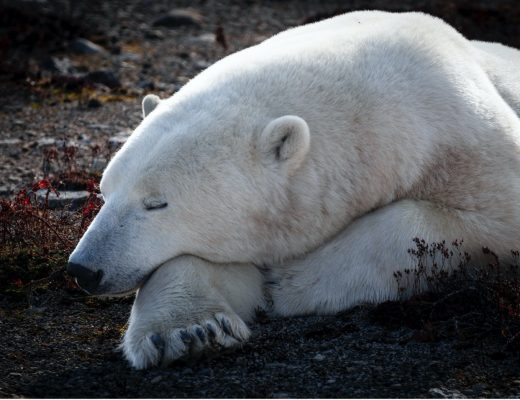 a polar bear rests its head on the tundra of churchill