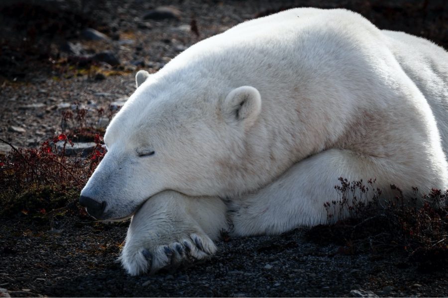 a polar bear rests its head on the tundra of churchill