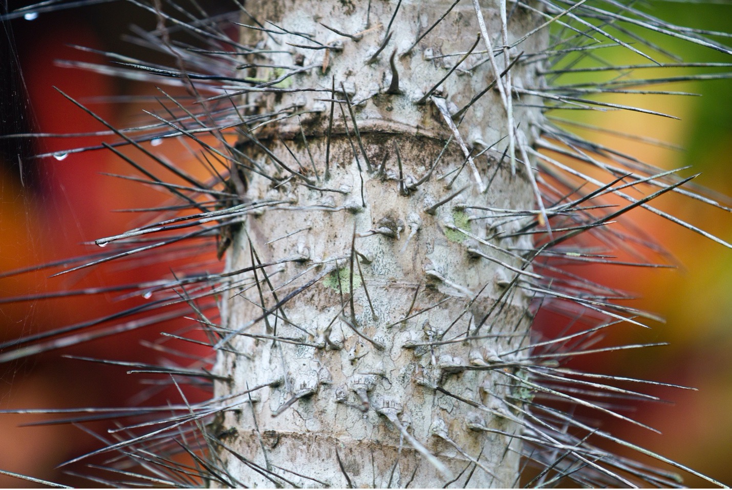 a tree trunk exhibits many long spikes