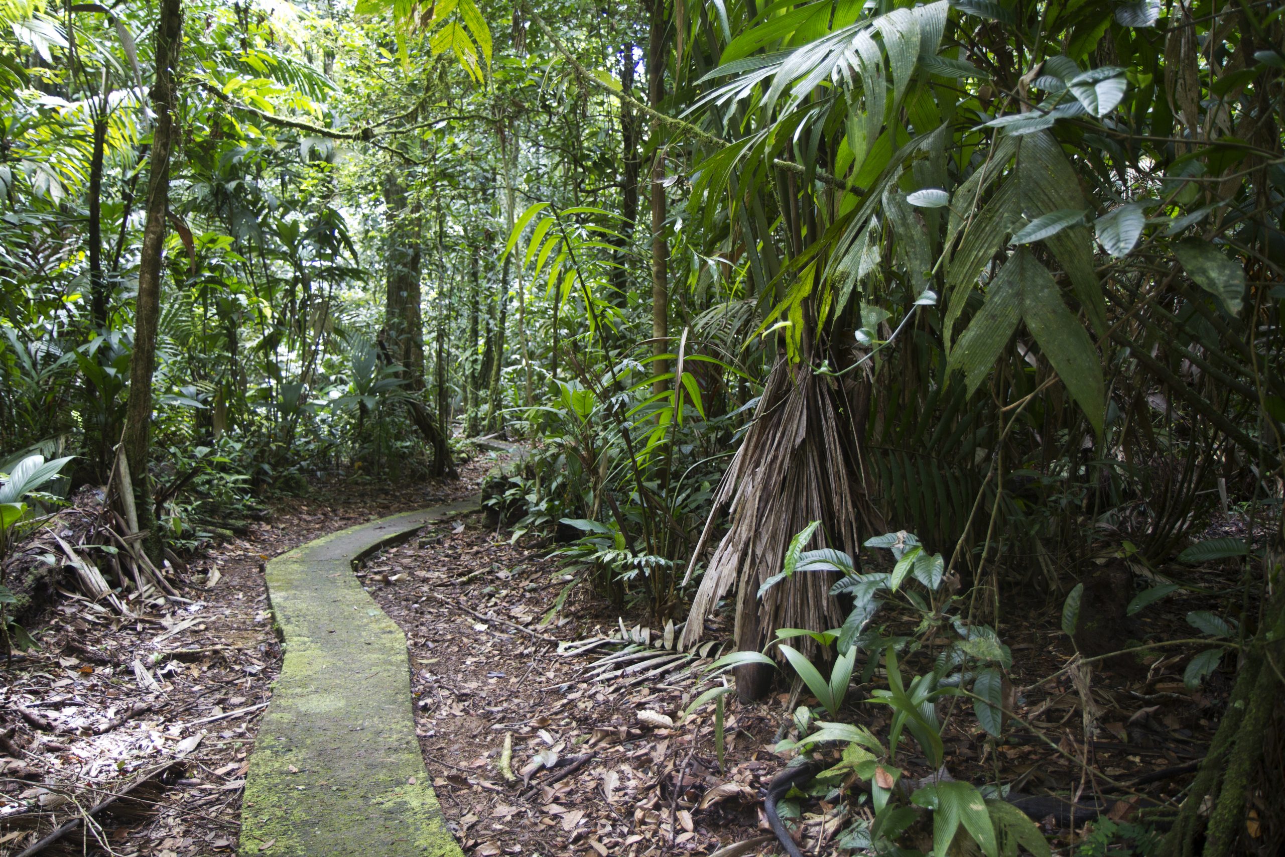 a pathway in costa rica