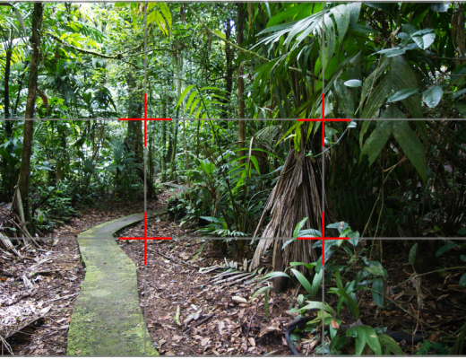 rule of thirds over a jungle scene