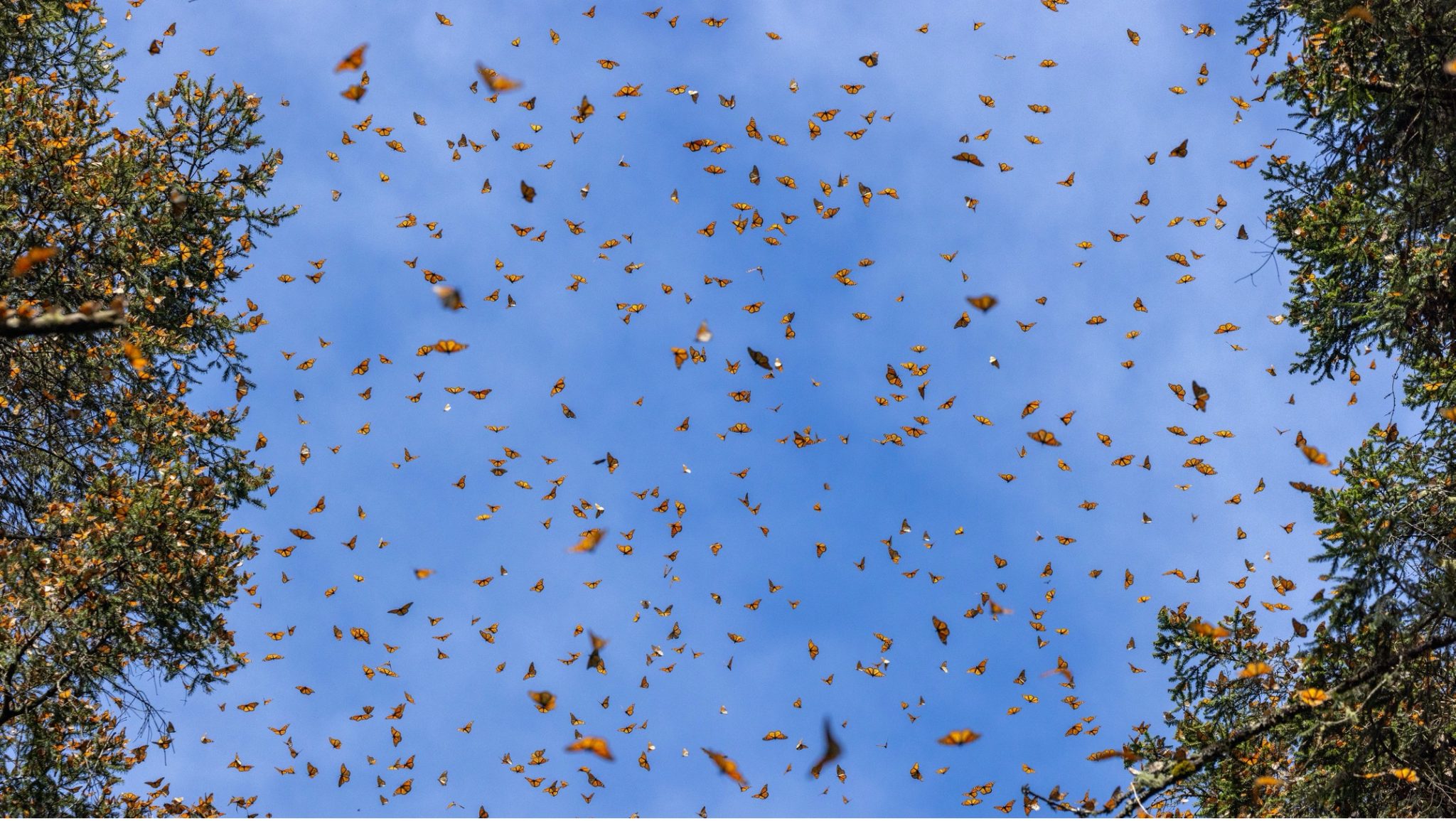 How to Photograph Soaring Monarch Butterflies