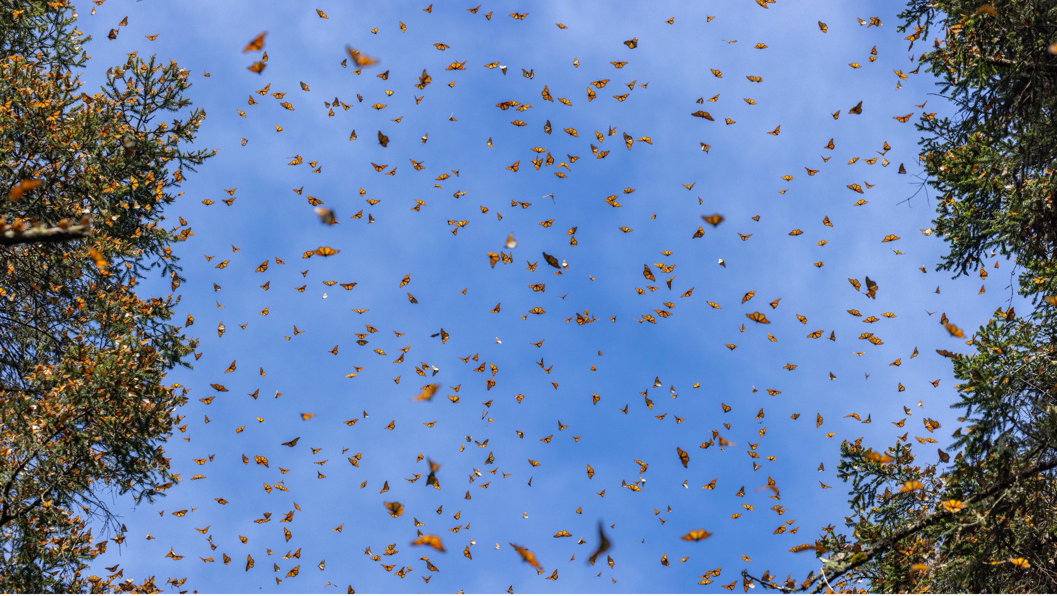 monarch butterflies flying in the trees