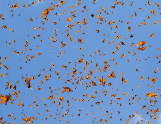 hundreds of monarchs are soaring in the air against a blue sky