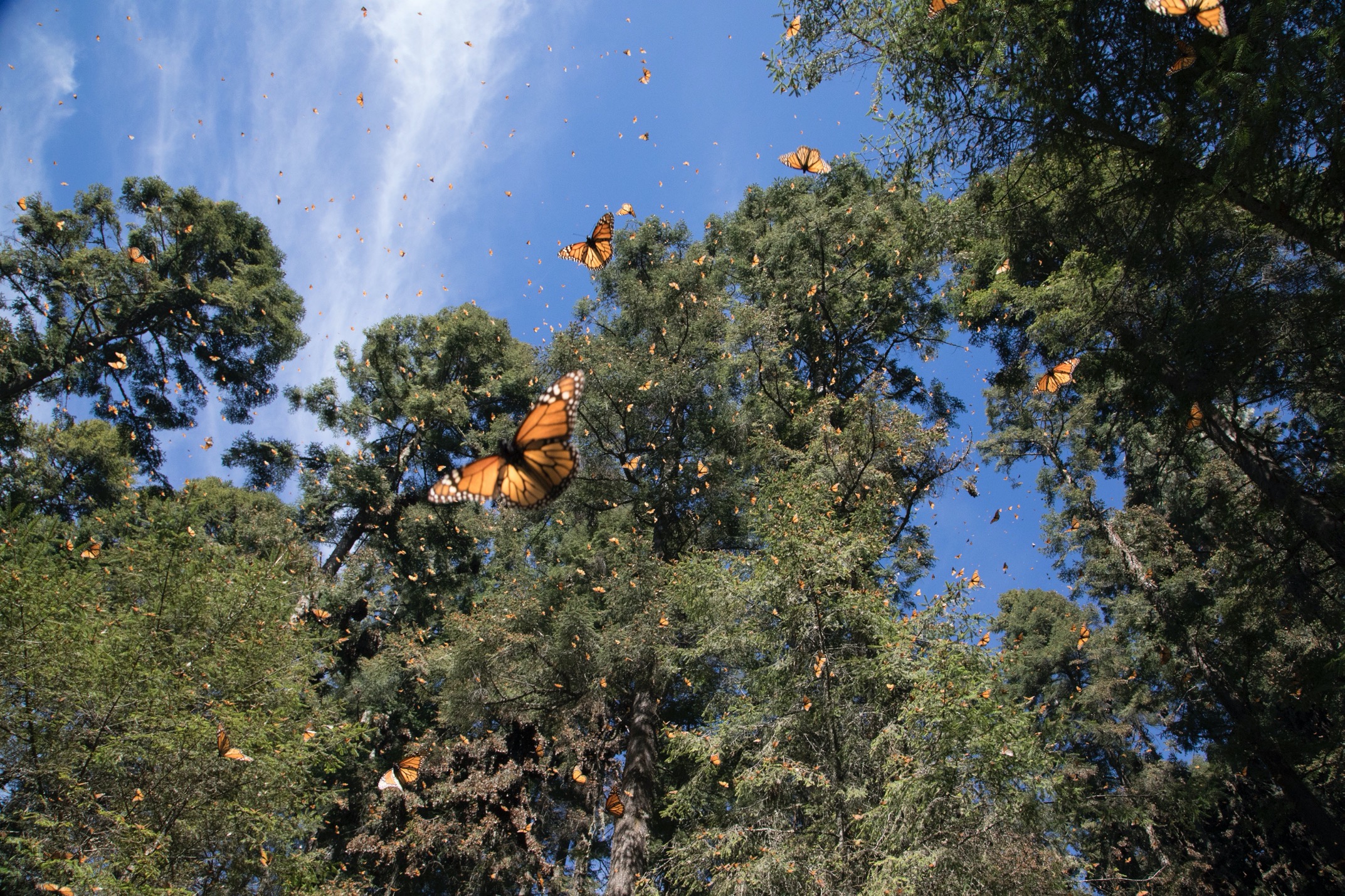 close monarchs fly by 