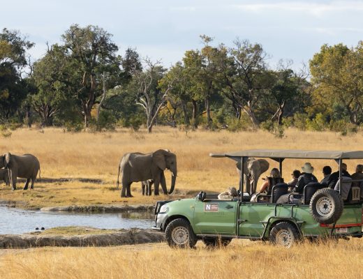 a safari truck looks on a herd of elephant