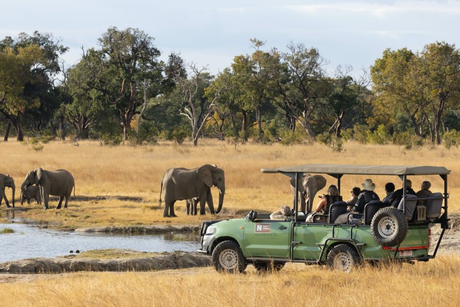 a safari truck looks on a herd of elephant