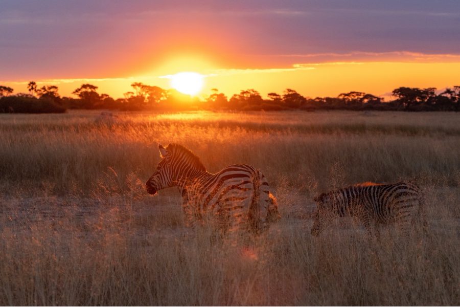 a colorful sun is on the horizon with a zebra in the foreground