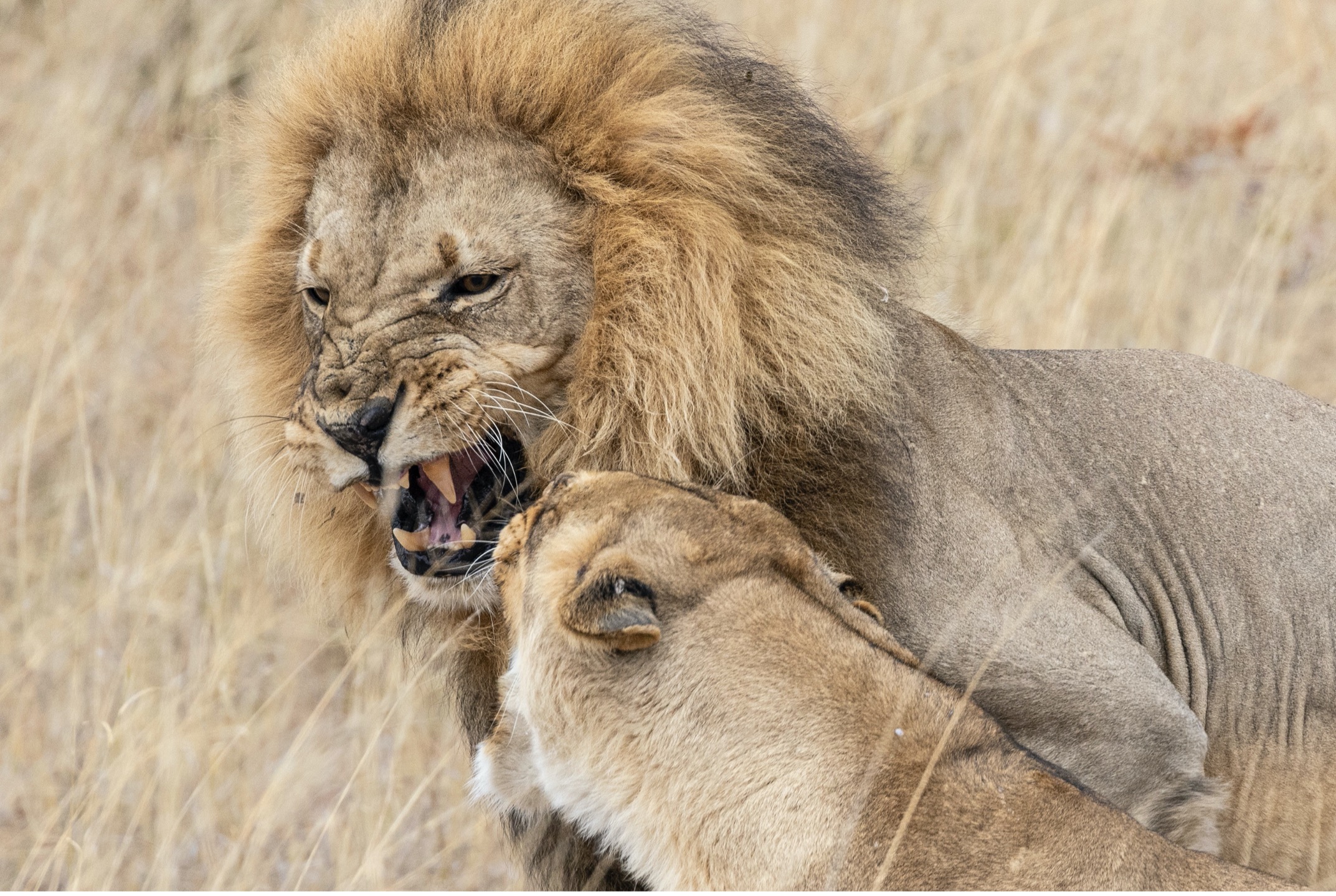 two lions tangle with one another and snarl