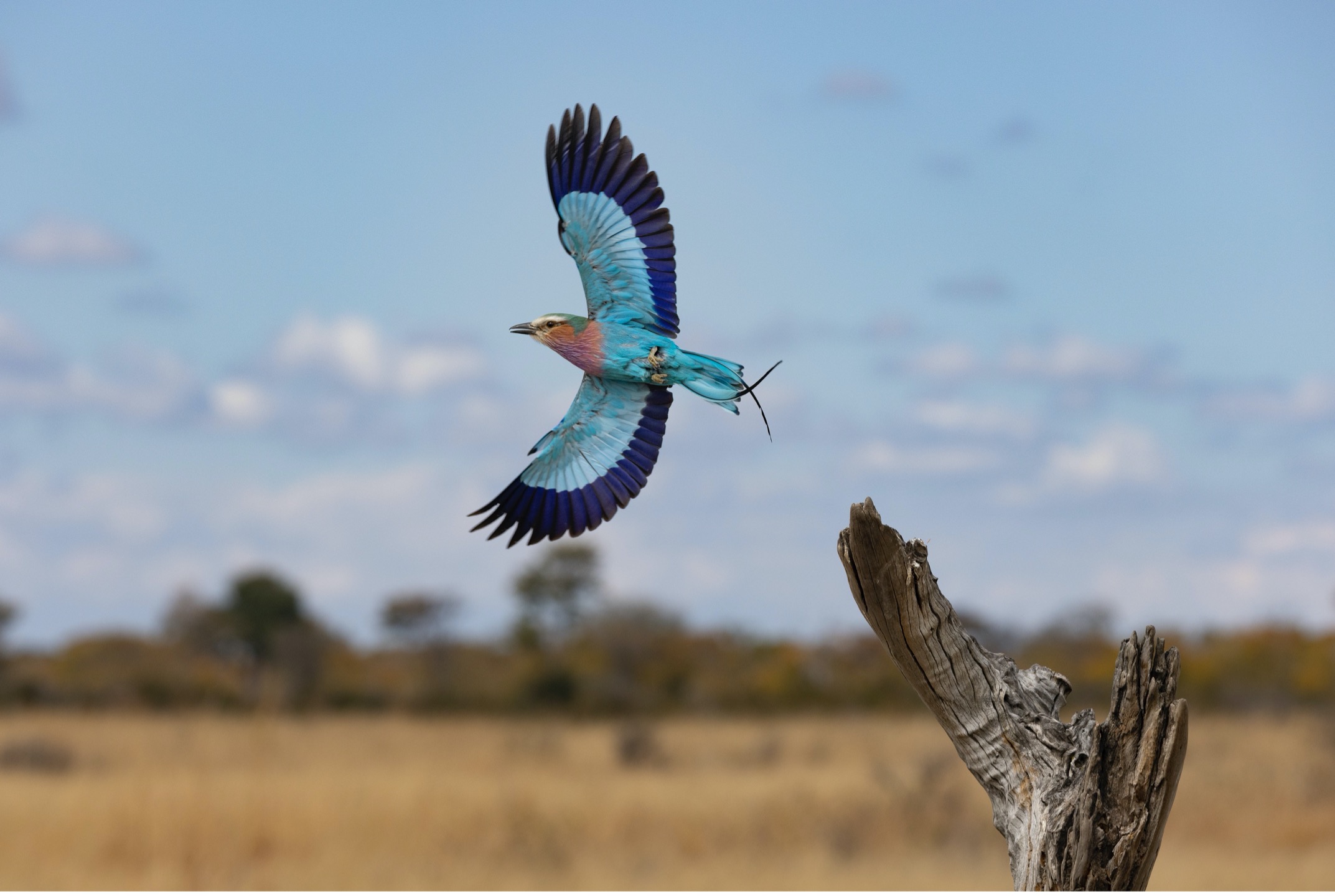 a colorful bird flies off of a small branch