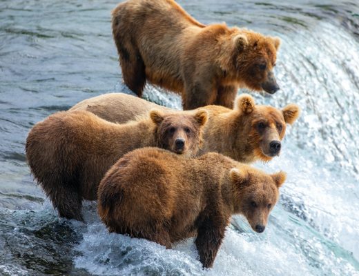 a family of bears perched over a waterfall in Alaska