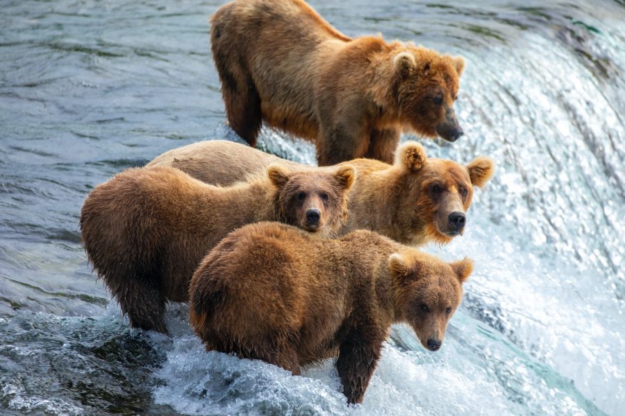 a family of bears perched over a waterfall in Alaska