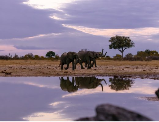 elephants at dusk by a watering hole