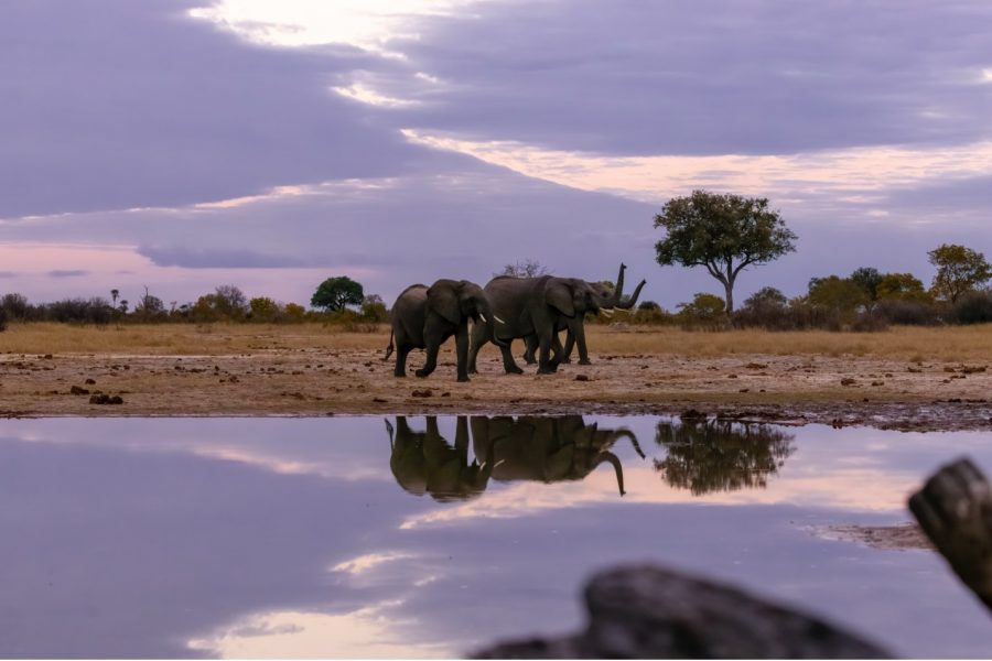 elephants at dusk by a watering hole