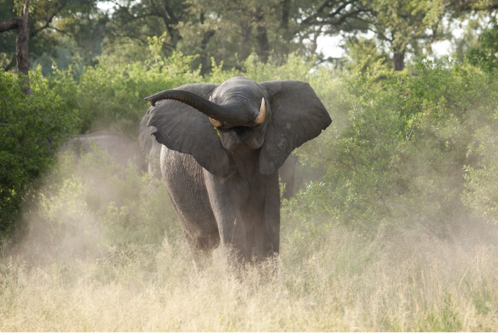 The Best Tips for Photographing Botswana’s Elephants