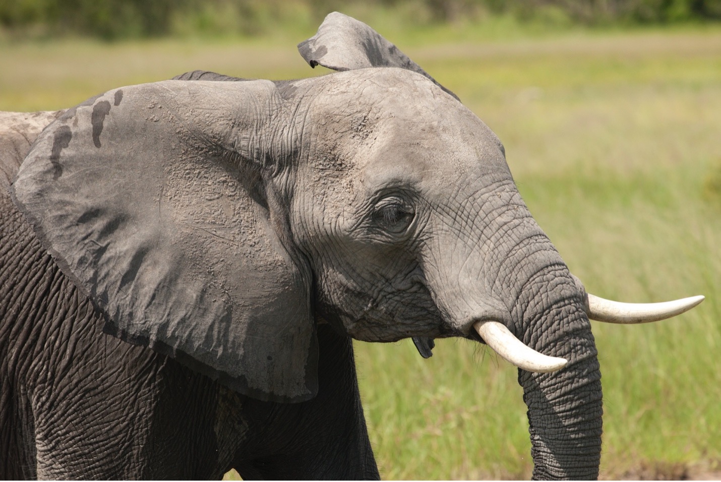 an elephant in botswana