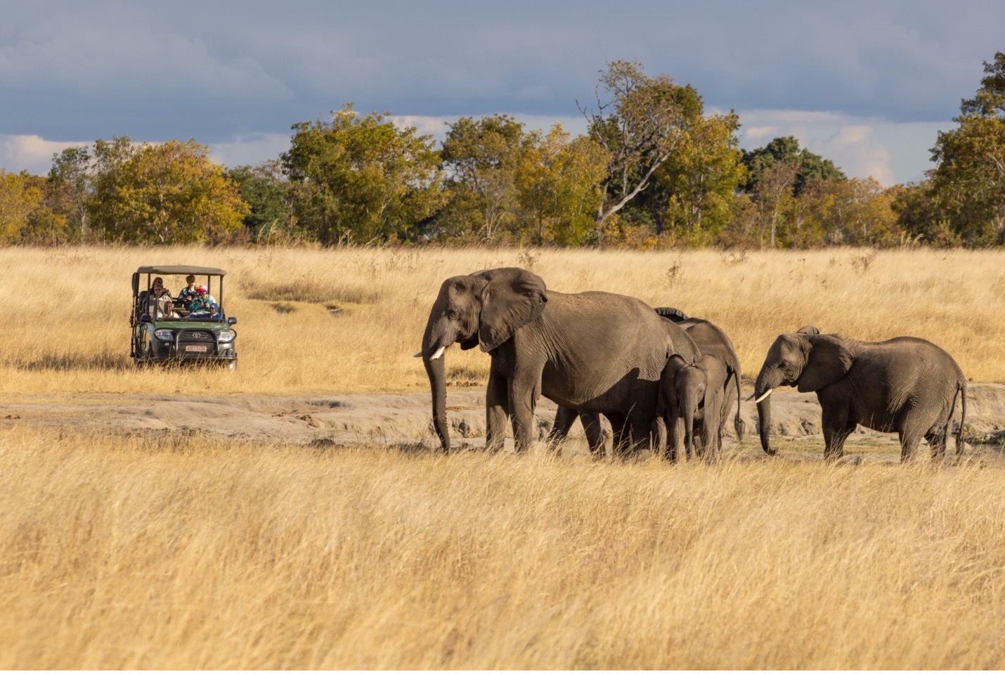 a herd of elephants across a grassy plain with a safari vehicle