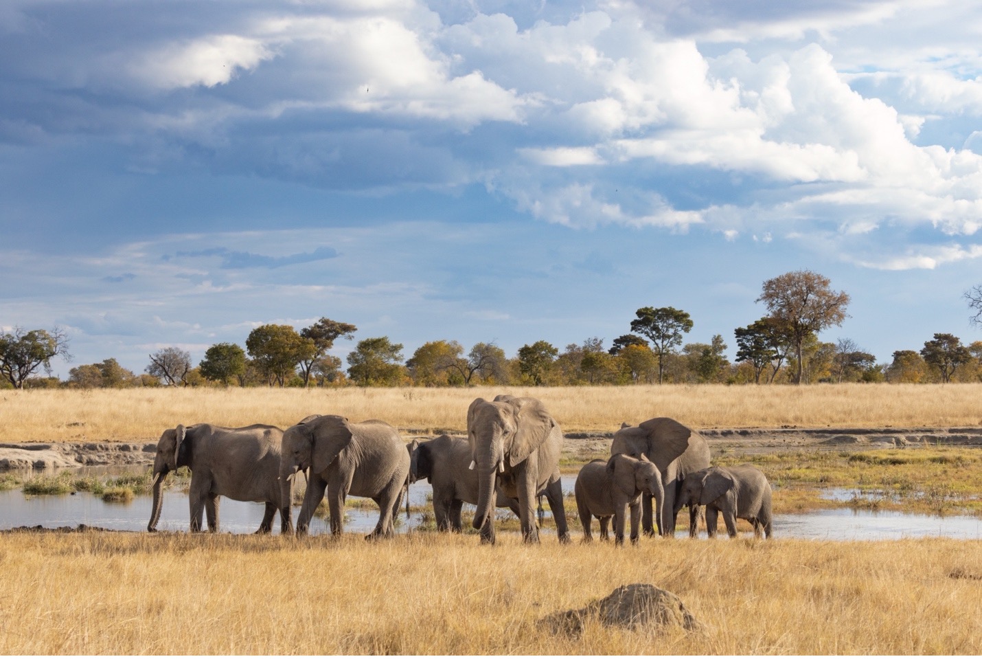 elephants congregate around a watering hole