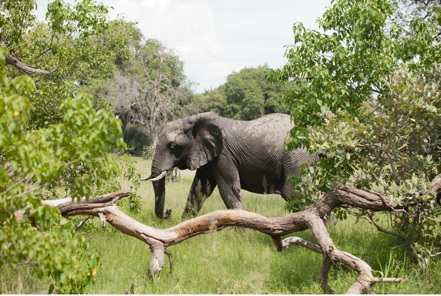 elephant in view of bushes