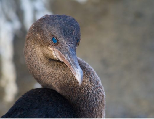 a cormorant with piercing blue eyes