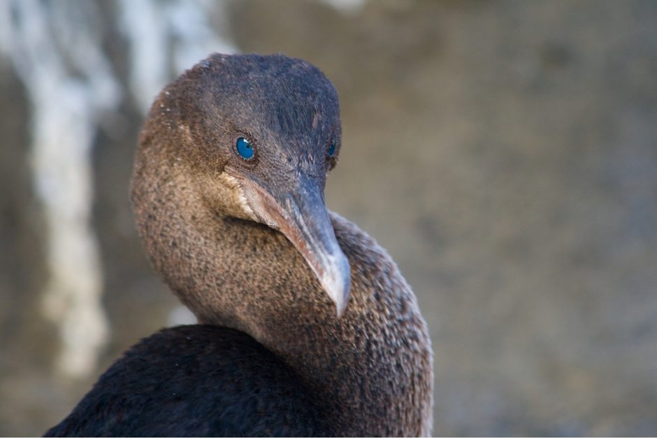 a cormorant with piercing blue eyes
