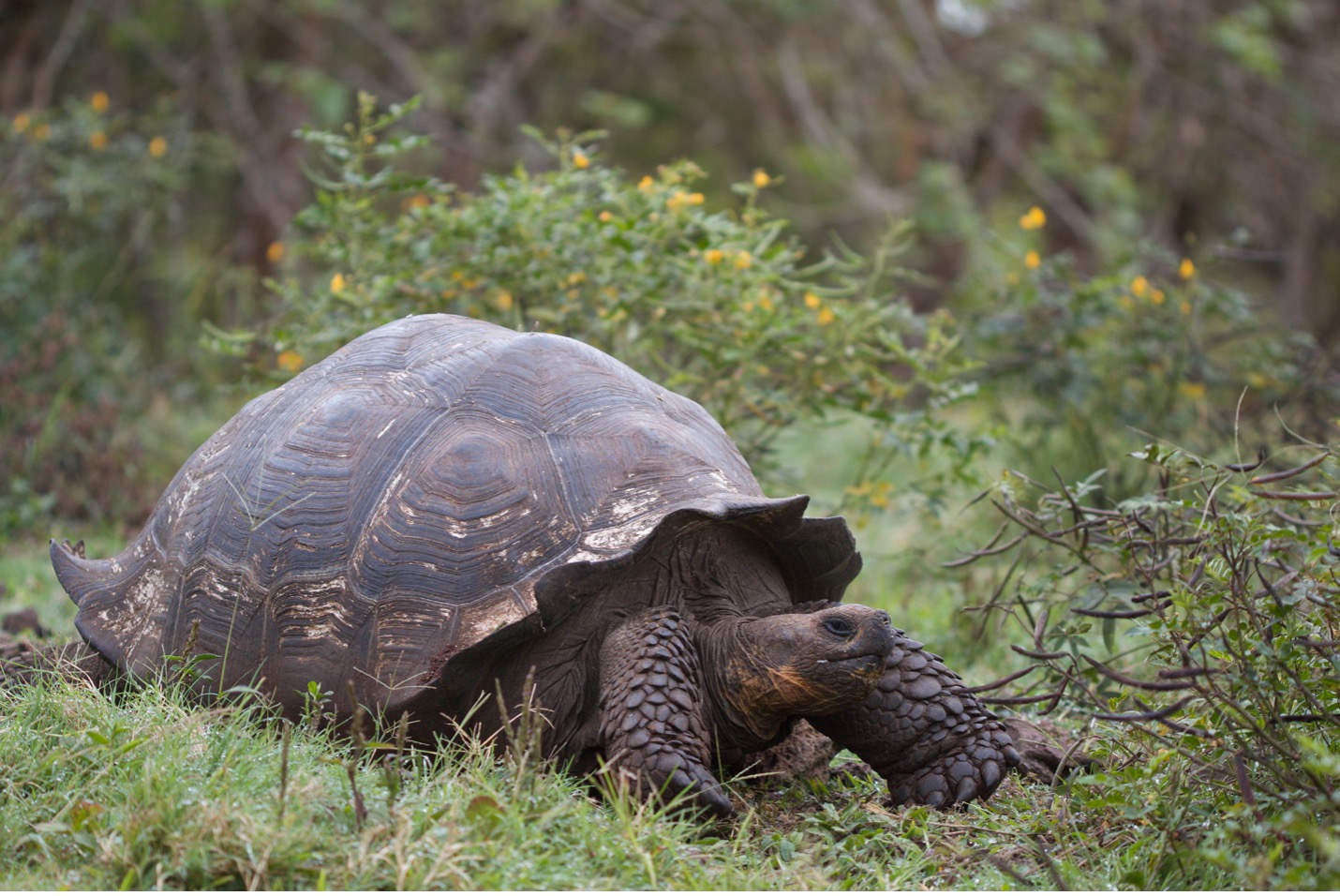 giant galapagos tortoise in a green meadow