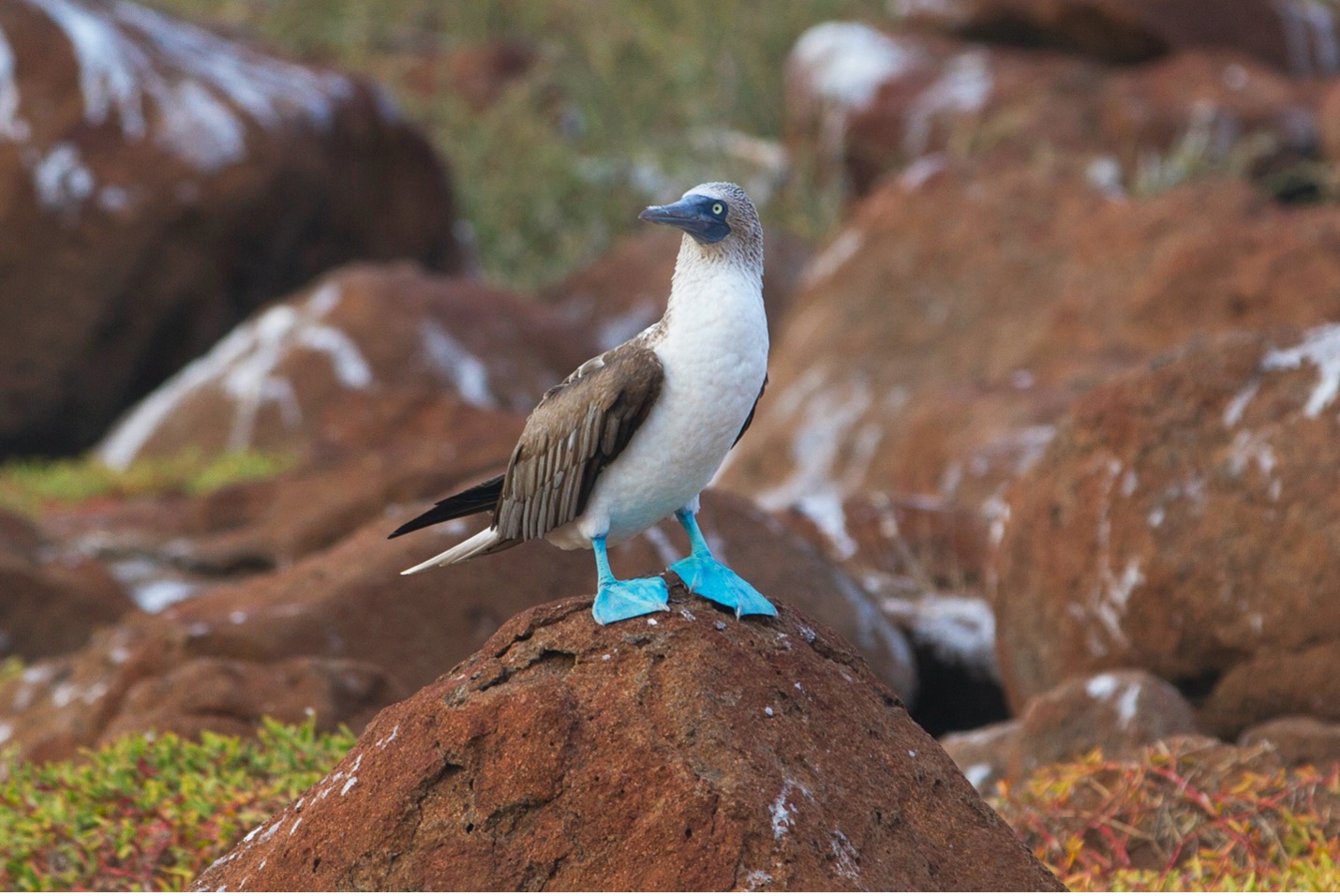 blue footed boobie on red rocks